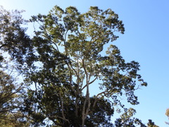 Flindersia schottiana