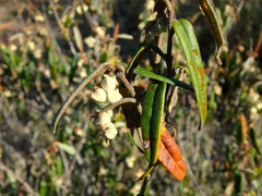 Lasiopetalum