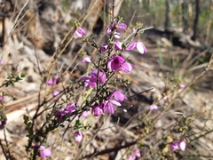 Tetratheca labillardierei