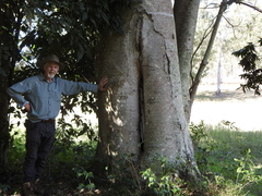 Flindersia schottiana