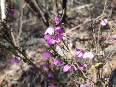 Tetratheca labillardierei