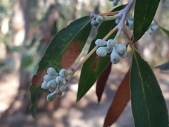 Eucalyptus tenuiramis