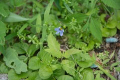Sisyrinchium mucronatum