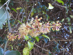 Smilax australis