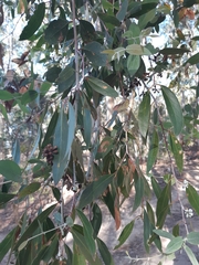 Eucalyptus tenuiramis