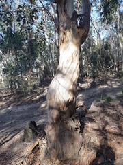 Eucalyptus tenuiramis