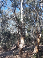 Eucalyptus tenuiramis