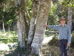 Elaeocarpus obovatus