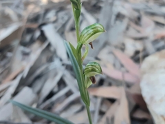 Pterostylis williamsonii