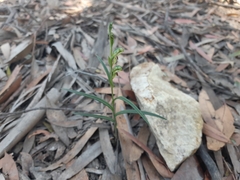 Pterostylis williamsonii