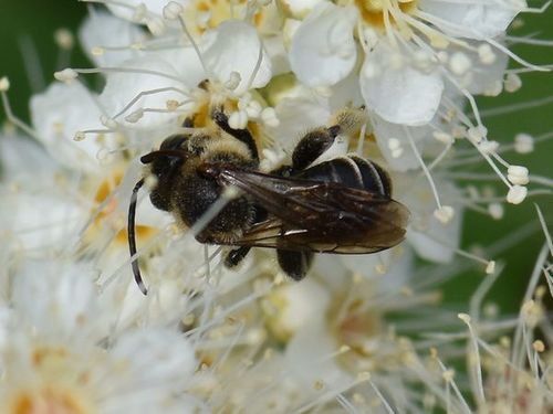 European Yellow Loosestrife Bee, Coevorden, Nederland, photo 4 of 10
