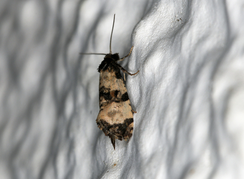 Ragwort crown-boring moth