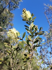 Melaleuca pallida