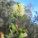Lemon Bottlebrush - Photo (c) Ray Turnbull, some rights reserved (CC BY-NC), uploaded by Ray Turnbull