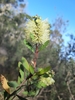 Lemon Bottlebrush - Photo (c) Ray Turnbull, some rights reserved (CC BY-NC), uploaded by Ray Turnbull