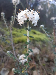 Pimelea nivea