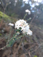 Pimelea nivea