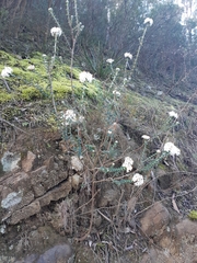 Pimelea nivea