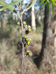 Eucalyptus pulchella