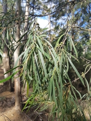 Eucalyptus pulchella