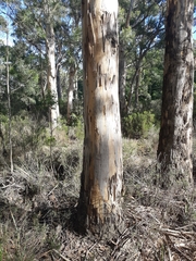 Eucalyptus pulchella