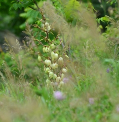 Yucca flaccida