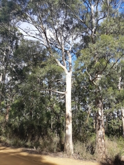 Eucalyptus pulchella