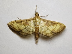 Marasmia