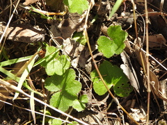 Hydrocotyle acutiloba