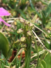 Chamorchis alpina