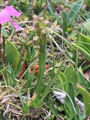 Chamorchis alpina