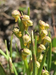 Chamorchis alpina
