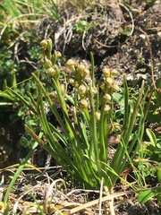 Chamorchis alpina