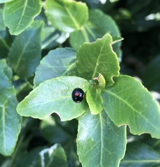 Chilocorus renipustulatus