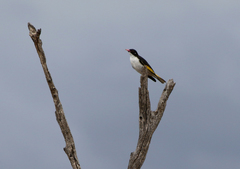 Grantiella picta