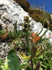 Chamorchis alpina