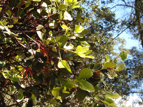 Image of Benthamina alyxifolia by (c) Greg Tasney, some rights reserved (CC BY-SA)