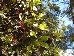 Benthamina alyxifolia