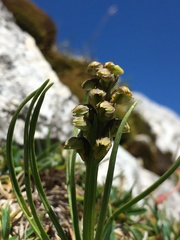 Chamorchis alpina