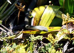 Drysdalia coronoides
