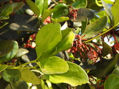 Benthamina alyxifolia
