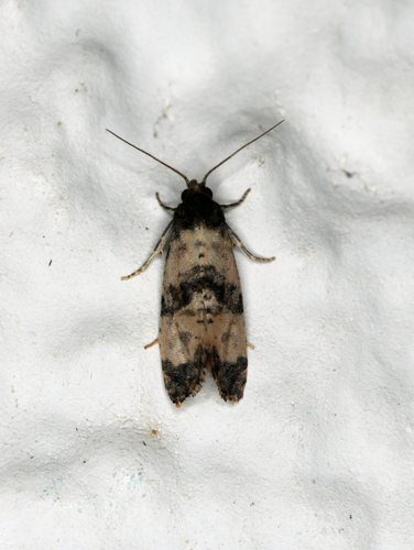 Ragwort crown-boring moth