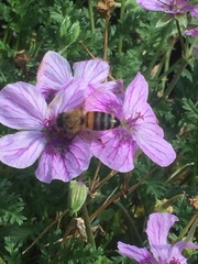 Apis mellifera