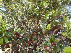 Benthamina alyxifolia