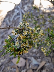 Pseudanthus ovalifolius