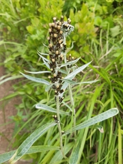 Omalotheca sylvatica