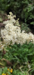 Filipendula ulmaria