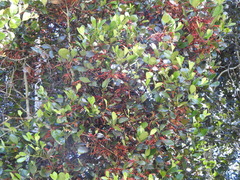 Benthamina alyxifolia