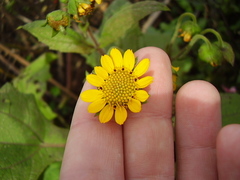 Smallanthus sonchifolius