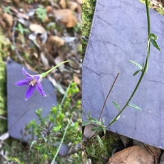 Wahlenbergia graniticola